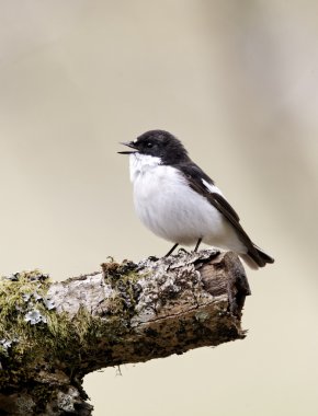Alaca sinekkapan, ficedula hypoleuca