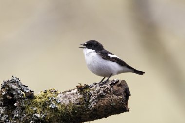 Alaca sinekkapan, ficedula hypoleuca