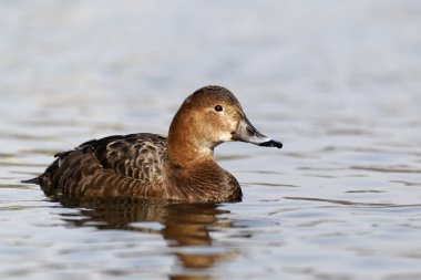 patka, aythya ferina