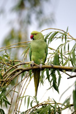 muhabbet kuşu, halka boyunlu psittacula krameri