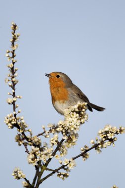 Robin, Erithacus rubecula