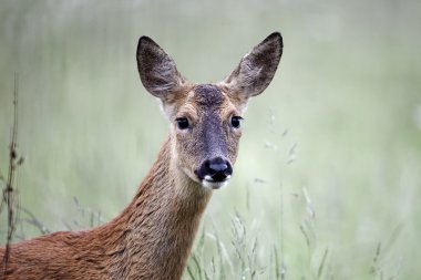 Roe deer, Capreolus capreolus clipart