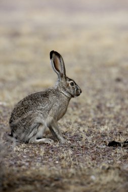 Black-tailed jack rabbit, Lepus californicus clipart
