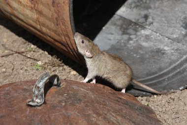 Brown rat rattus norvegicus