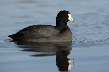 Amerikan coot, fulica americana