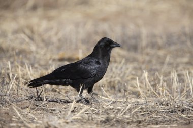 American crow, Corvus brachyrhynchos clipart