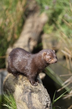 Amerikan vizon, mustela vison