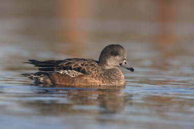Amerikan wigeon, anas americana