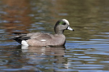 Amerikan wigeon, anas americana