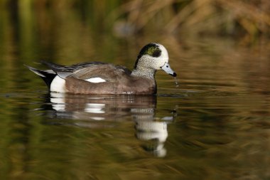 Amerikan wigeon, anas americana