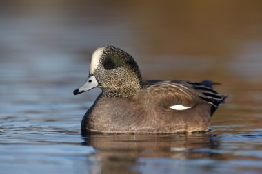 Amerikan wigeon, anas americana