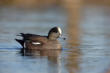 Amerikan wigeon, anas americana