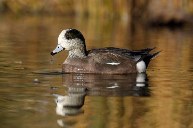 Amerikan wigeon, anas americana