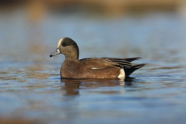 Amerikan wigeon, anas americana