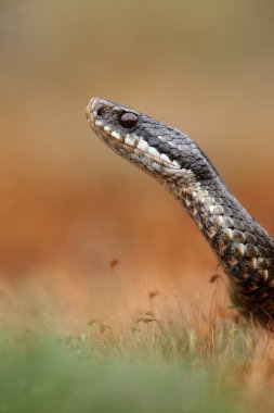 Engerek, vipera berus