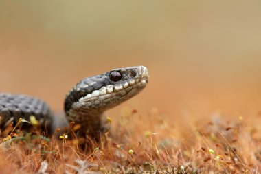Engerek, vipera berus