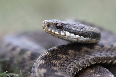 Engerek, vipera berus