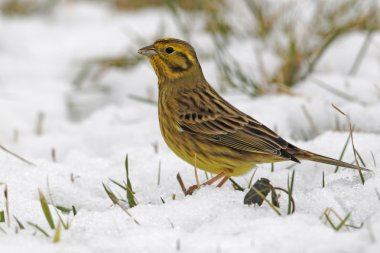 Yellowhammer, Emberiza citrinella