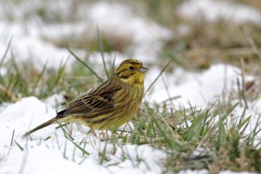 Yellowhammer, Emberiza citrinella