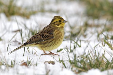 Yellowhammer, Emberiza citrinella