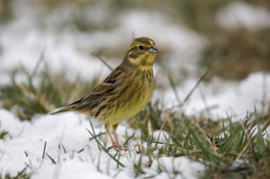Yellowhammer, Emberiza citrinella