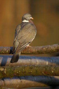 Wood pigeon, Columba palumbus clipart