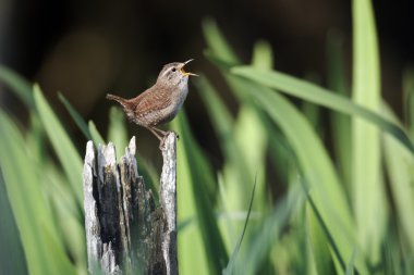 Wren, Troglodytes troglodytes