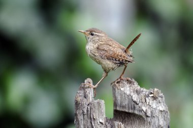 Wren, Troglodytes troglodytes