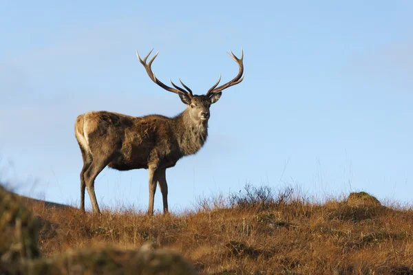 Красный олень, Cervus elaphus — стоковое фото