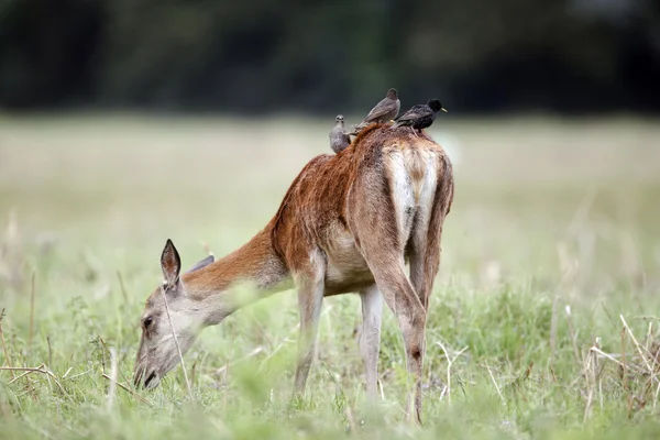 Red deer, Cervus elaphus — Stock Photo, Image