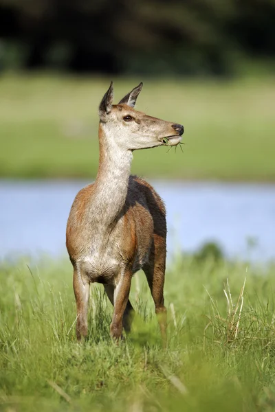 Kronhjort, Cervus elaphus — Stockfoto