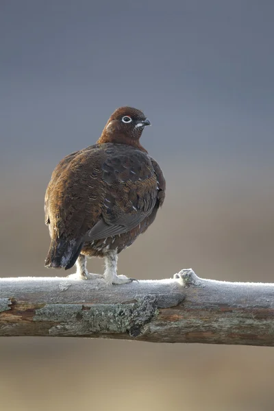 Red grouse, Lagopus lagopus scoticus — Stockfoto