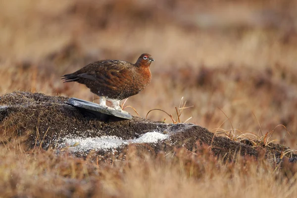 赤いライチョウ、道央道央 scoticus — ストック写真