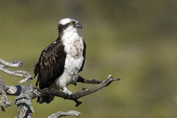 Falco pescatore, pandion haliaetus, — Foto Stock