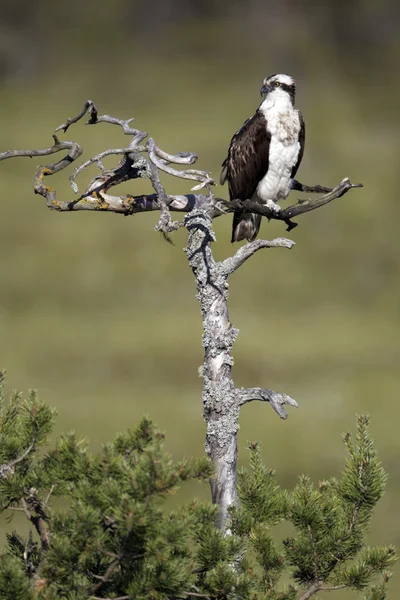 Falco pescatore, pandion haliaetus, — Foto Stock