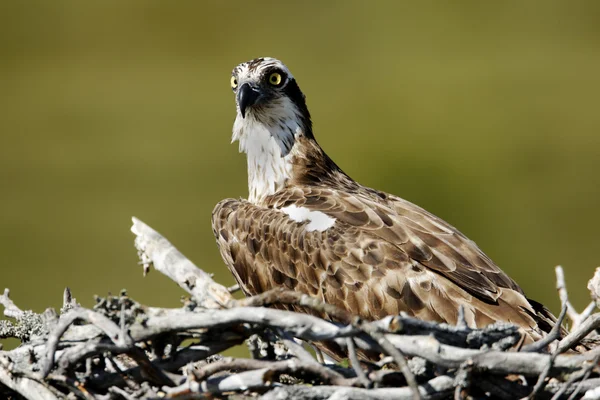 Águila pescadora, pandion haliaetus, — Foto de Stock