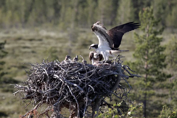 Falco pescatore, pandion haliaetus, — Foto Stock