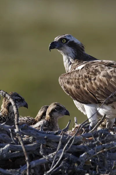 Águila pescadora, pandion haliaetus, —  Fotos de Stock