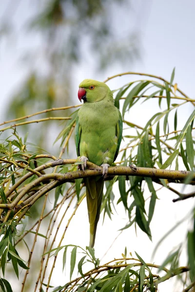 Ring-necked parakeet, Psittacula krameri — Stock Photo, Image