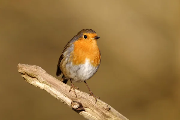 Robin, Erithacus rubecula — Stockfoto