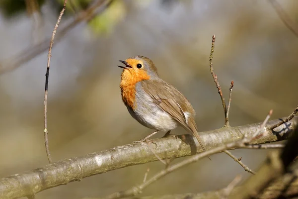 Robin, Erithacus rubecula — Fotografia de Stock