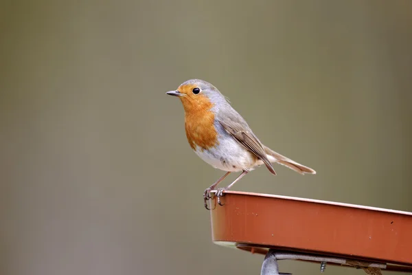 Robin, Erithacus rubecula — Stockfoto