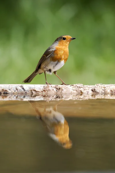 Robin, Erithacus rubecula — Stock fotografie