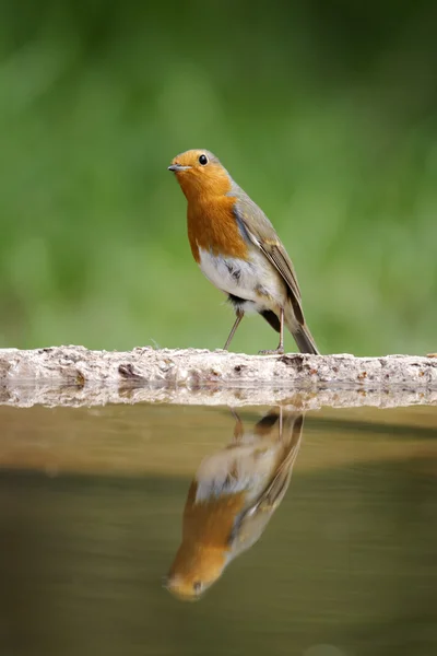 Robin, Erithacus rubecula — Stock Photo, Image