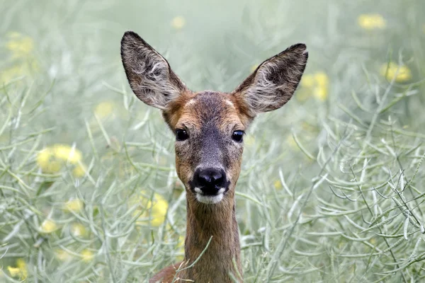 Reeën, capreolus capreolus — Stockfoto