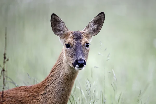 Роу-олень, Capreolus capreolus — стоковое фото