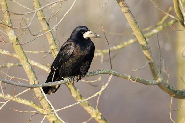 Rook, Corvus frugilegus — Stock Photo, Image