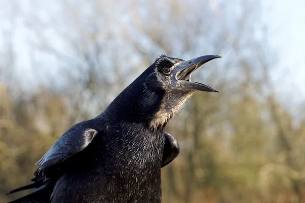 Toren, corvus frugilegus — Stockfoto