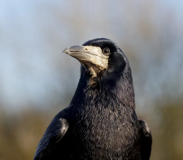 Bástya, corvus frugilegus — Stock Fotó