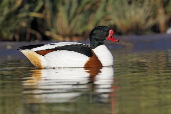 Canard d'Amérique, Tadorna tadorna , — Photo